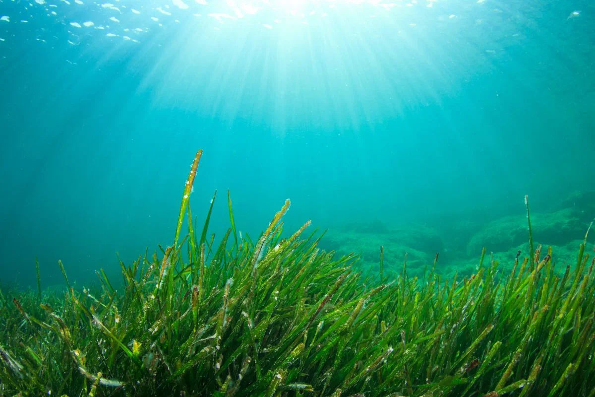 Zeewier de ultieme groente! - Ergomax