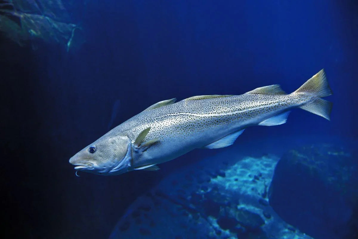 Levertraan: super-vet! - Ergomax