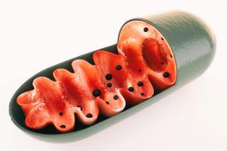 Mitochondriën - Ergomax