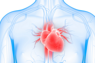 Hart en Bloedvaten