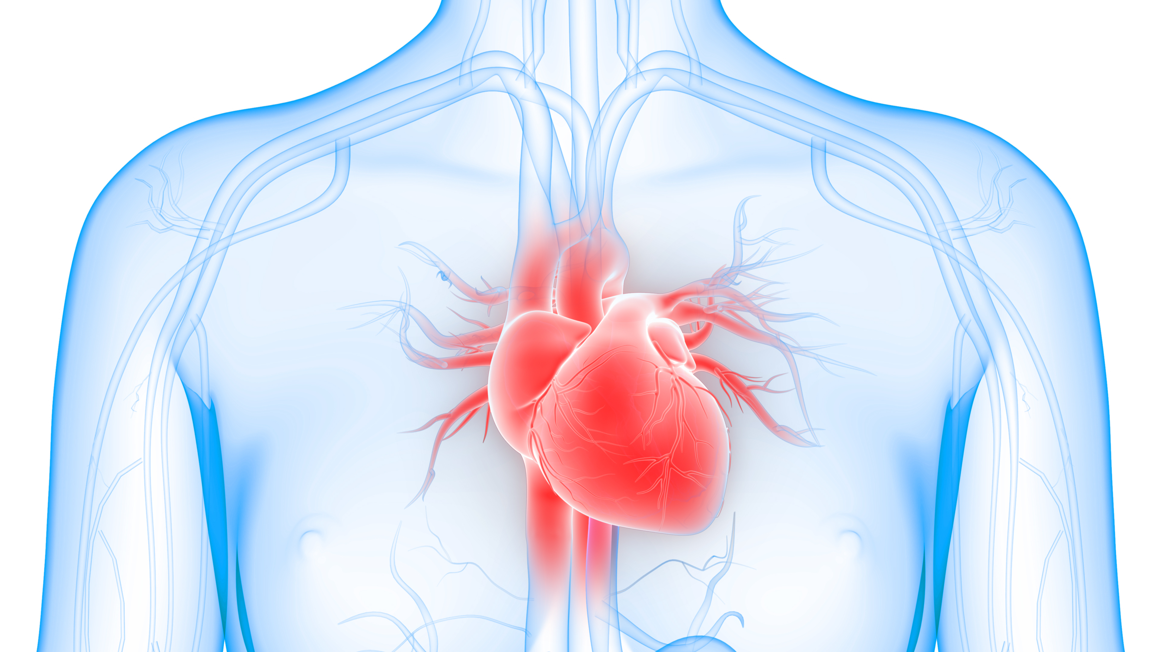Hart en Bloedvaten