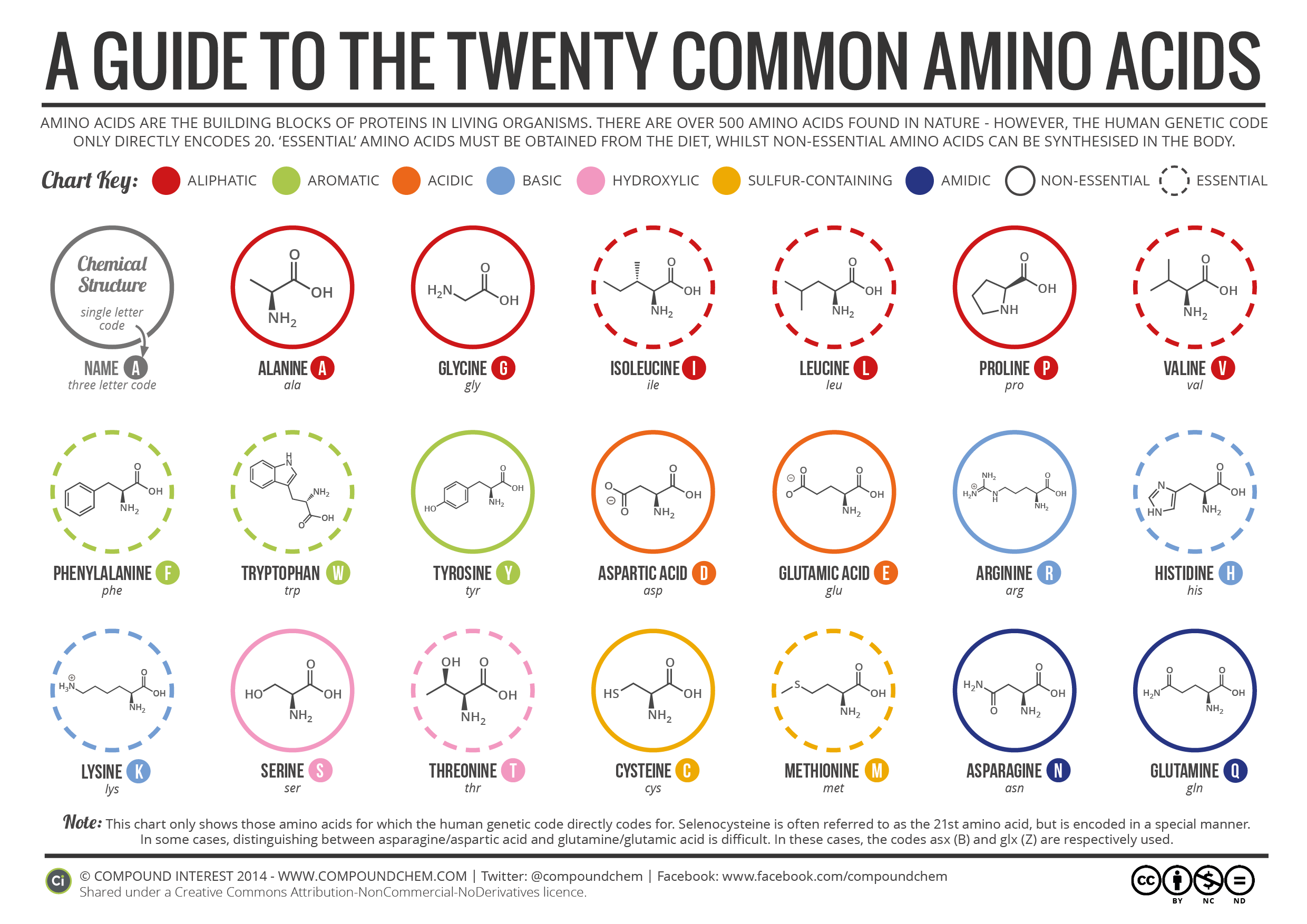 20-Common-Amino-Acids