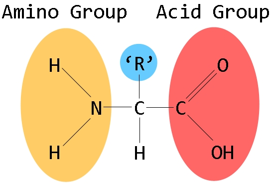aminozuren-ergomax
