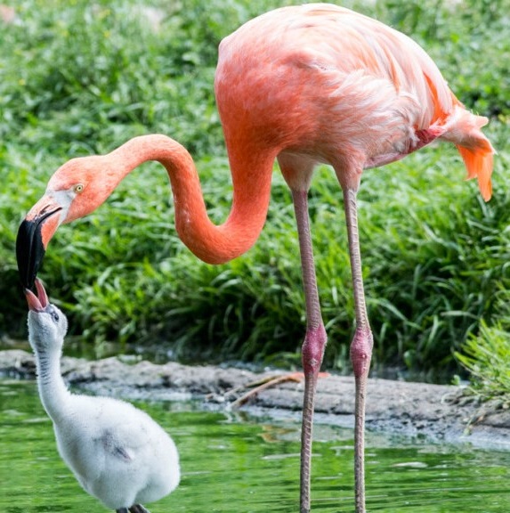 Roze en grijze flamingo